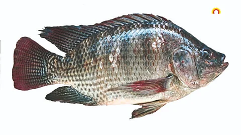 Fish Farming