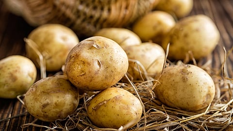 Potato