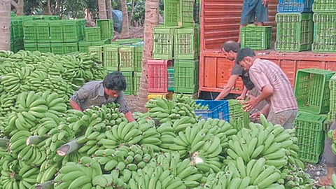 Banana Market