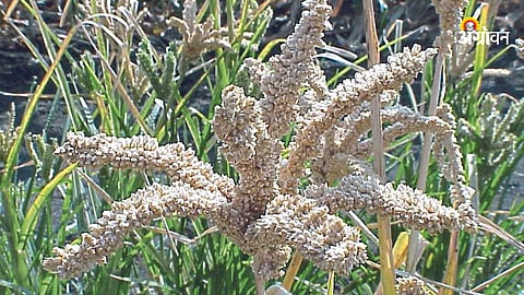 Ragi
