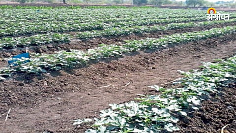 Okra Crop