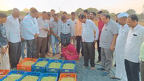 Grape Market