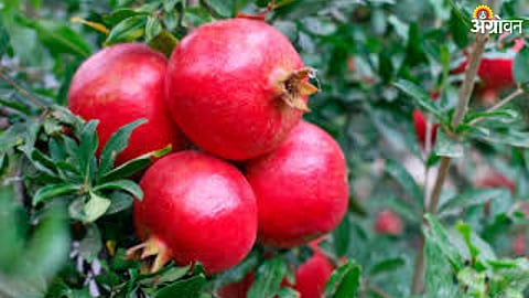 Fruit Crop Insurance