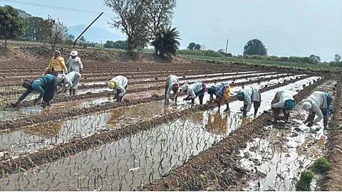 Onion Cultivation
