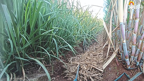Sugarcane Production