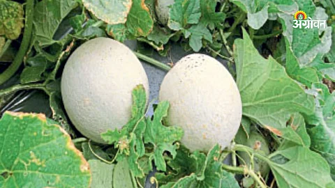 Watermelon Rate