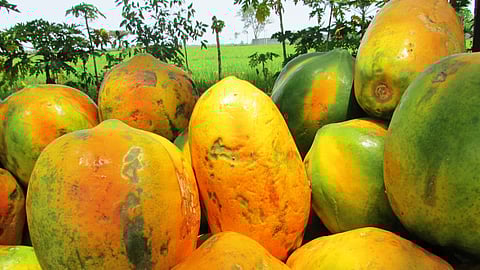 Papaya Market