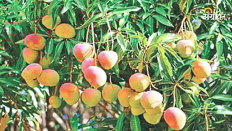 Mango Orchard