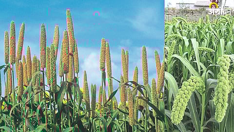 Millet Crop Cultivation