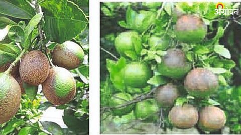 Orange Pest Management