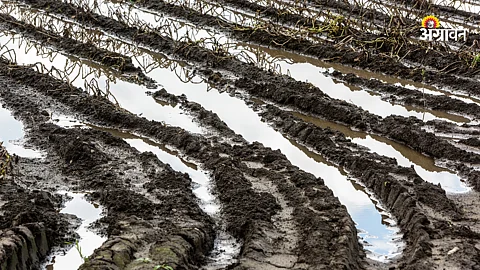 Crop Insurance