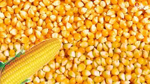 Maize