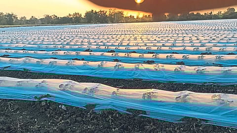 Watermelon Cultivation