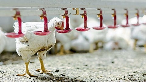 Poultry Management