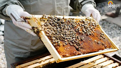 Beekeeping
