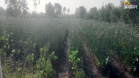 Maize, Onion Crop