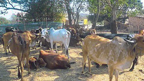 Cow Death