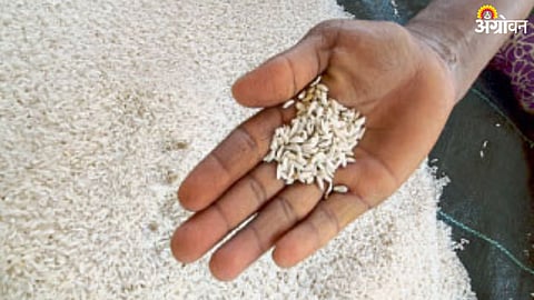 Rice