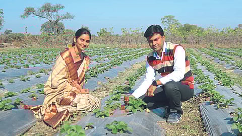 Strawberry Farming