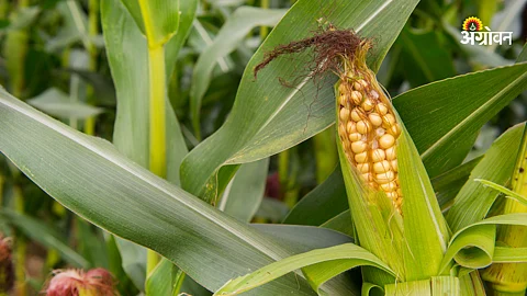 Corn Market
