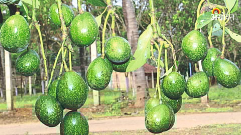 Indian Agricultural