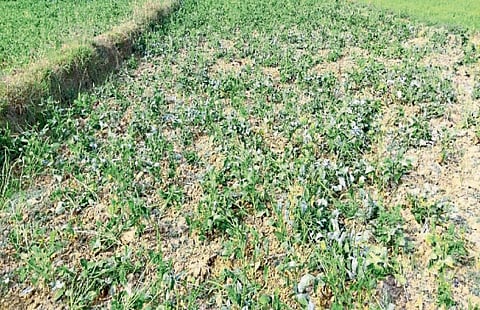 Crop Loss