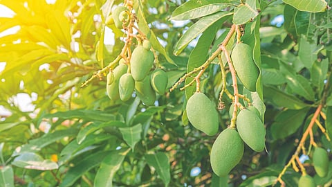Mango