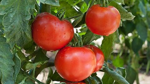 Tomato