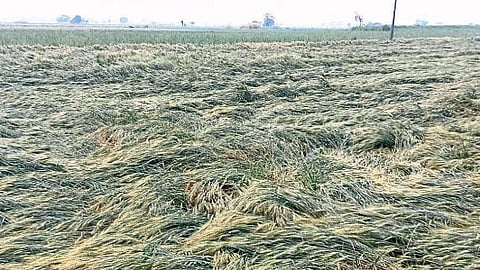 Crop Damage