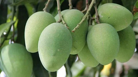Mango Market