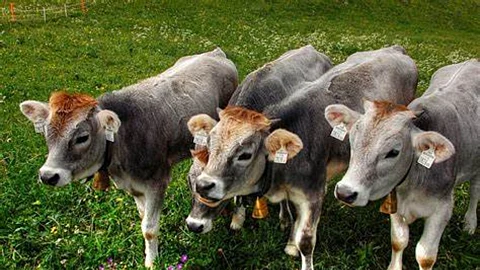 Milk Replacer