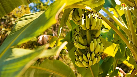 Banana