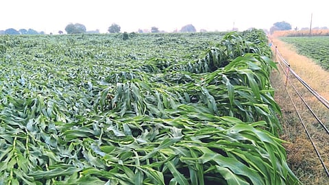 Crop Damage