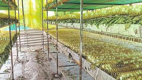 Silk Farming