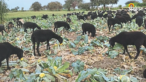 farmer