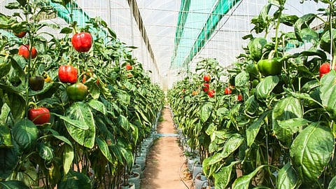 Capsicum Cultivation