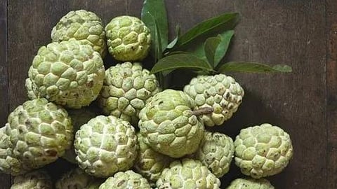 Custard Apple