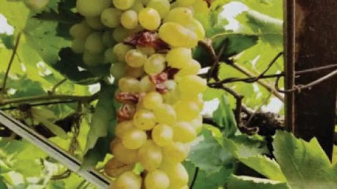 Grape Crop Damage