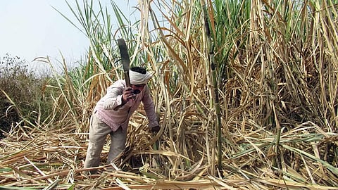 Sugarcane Season