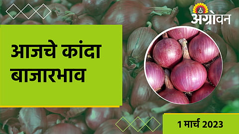 Onion