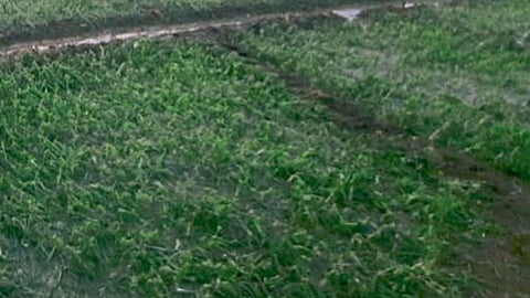 Crop Damage