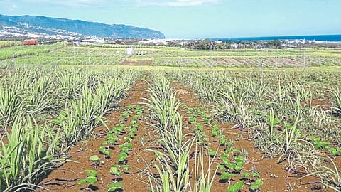 Sustainable Agriculture