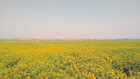 Kardai Production