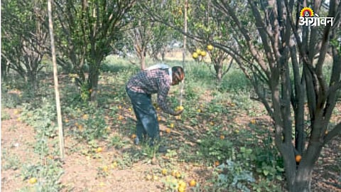 Orange Orchard Damage