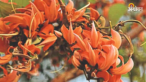 Palas