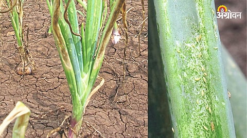 Onion Crop Management
