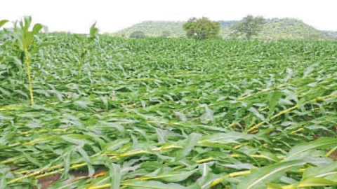 Crop Loss