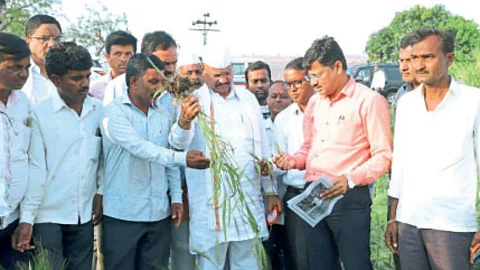Crop Damage