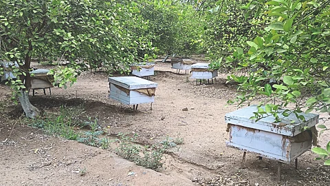 Beekeeping In Maharashtra