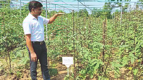 Okra Production Management
